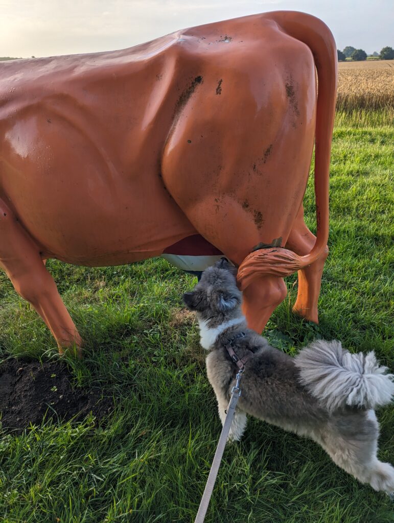 Buddy schnüffelt am Euter einer künstlichen Kuh, das Euter ist in den Farben der Niederlande bemalt, die ganze Kuh eher rosa