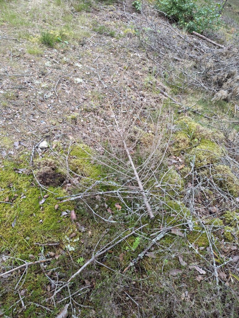 Ein trockener Tannenbaum auf einer moosbewachsenen Oberfläche, im Hintergrund weitere trockene Äste